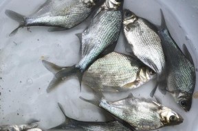 垂钓鳊鱼和鲂鱼的技巧（钓鳊鱼和鲂鱼的秘籍和策略）