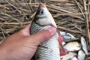 东丽湖钓鱼技巧教学（掌握东丽湖钓鱼的技巧和方法，提升钓鱼成功率）