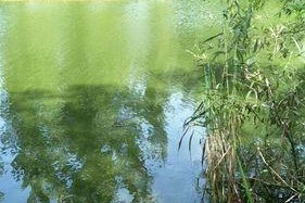 多云天钓鱼技巧有哪些？如何在多云天气下提高鱼塘钓鱼成功率？