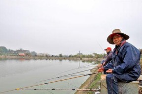 电视钓鱼比赛技巧与方法有哪些？如何提高钓鱼比赛的成绩？