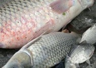 北方夏天野钓鲤鱼技巧（钓鲤鱼的心得与技巧）