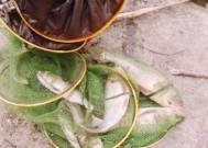 涪江河钓鱼技巧有哪些？如何提高钓鱼成功率？