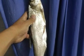 春季钓鱼技巧之野钓武昌鱼有哪些？如何提高野钓武昌鱼的成功率？
