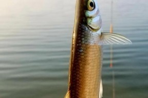 春天钓鱼鲤鱼有哪些技巧？江河里如何提高鲤鱼钓获率？