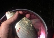 野钓鲫鱼的浮技巧（掌握浮技巧）