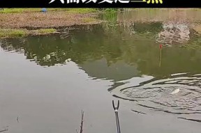 城市人工河钓鱼技巧有哪些？如何提高钓鱼成功率？