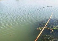 垂钓清江鱼打窝技巧是什么？如何有效吸引清江鱼群？