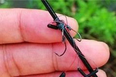 钓鱼新手线组使用技巧？如何正确选择和使用线组？