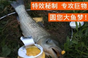 玉米钓鱼技巧大全（提高钓鱼成功率的玉米应用技巧）