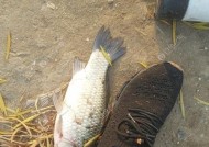 河道岔口钓鱼技巧大揭秘（掌握关键点）