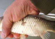 肥水野钓鲤鱼技巧和方法有哪些？如何提高钓鲤鱼的成功率？