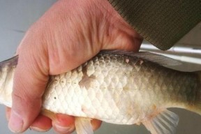 肥水野钓鲤鱼技巧和方法有哪些？如何提高钓鲤鱼的成功率？
