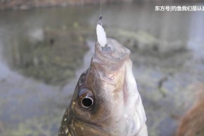 高压电线钓鱼技巧与方法（探索刺激与危险并存的钓鱼方式）