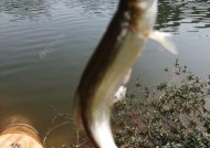 筏竿串钩钓浮钓白条技巧有哪些？如何提高钓白条的效率？