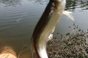筏竿串钩钓浮钓白条技巧有哪些？如何提高钓白条的效率？