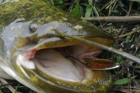 银鳕鱼垂钓技巧（掌握银鳕鱼垂钓技巧）