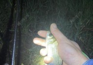 黑坑钓鲤鱼夜钓正钓技巧有哪些？如何提高夜钓鲤鱼的成功率？