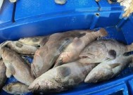 浮水钓淡水石斑鱼有哪些技巧？如何提高钓石斑鱼的成功率？