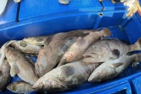 浮水钓淡水石斑鱼有哪些技巧？如何提高钓石斑鱼的成功率？