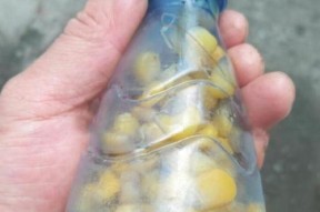 玉米打窝垂钓技巧（玉米作为饵料的选择和使用技巧）