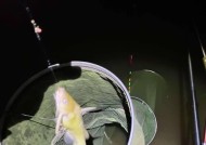 水库夜钓大青鱼技巧与方法（探索夜晚钓大青鱼的捕获窍门）