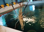 河里虾钓鱼技巧有哪些？如何提高钓虾成功率？