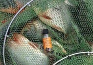 黑坑垂钓白鲳鱼的技巧是什么？如何提高钓获率？