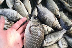 夏季钓鱼保存鱼的技巧（保持鱼肉新鲜美味的小窍门）