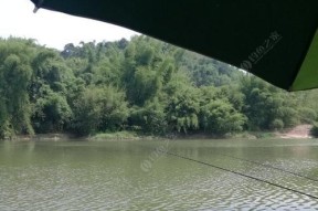 城市中型流动河流垂钓技巧有哪些？如何应对常见问题？