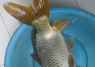 秋季野钓大鲤鱼的钓位选择技巧（钓位选择）