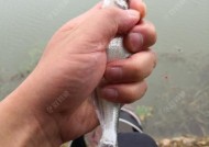 如何掌握垂钓翘嘴的技巧？垂钓翘嘴时常见的问题有哪些？