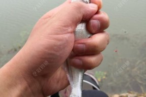如何掌握垂钓翘嘴的技巧？垂钓翘嘴时常见的问题有哪些？