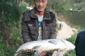 浮水颗粒垂钓青鱼技巧有哪些？如何有效提高钓获率？