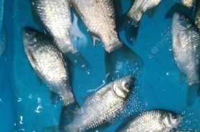 筏竿钓鱼翘嘴技巧有哪些？如何提高翘嘴钓鱼的成功率？