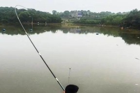 东北菱角塘钓鱼技巧有哪些？如何提高钓鱼成功率？