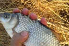 浮水钓大鲫鱼技巧和方法是什么？如何提高浮水钓大鲫鱼的成功率？