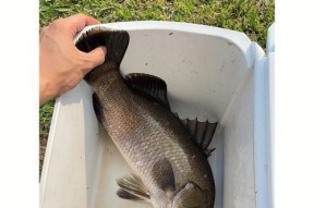盲竿流水钓鱼技巧（提升钓鱼成功率的实用技巧）