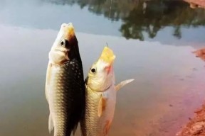 冬天钓鱼技巧（冬季钓鱼漂的选择关键）