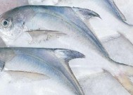 钓鲳鱼时最佳饵料选择是什么？调漂技巧有哪些？