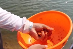 如何选择最佳钓鱼地点？掌握这些选窝技巧让你钓得更多！