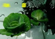 浮萍草钓鱼技巧和方法是什么？如何有效使用浮萍草进行钓鱼？