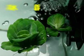 浮萍草钓鱼技巧和方法是什么？如何有效使用浮萍草进行钓鱼？