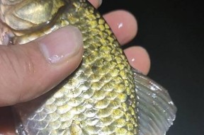 大板鲫钓鱼技巧有哪些？如何提高钓获率？