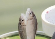 沉底钓鲫鱼最佳方法和技巧是什么？如何提高钓鲫鱼的技巧？