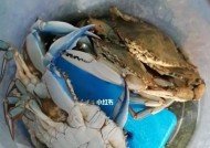 河蟹钓鱼技巧教学？如何提高河蟹钓鱼的成功率？