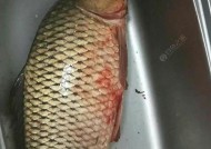 东江野钓大板鲫技巧和方法是什么？如何提高钓获率？