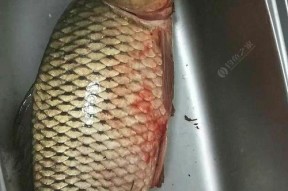 东江野钓大板鲫技巧和方法是什么？如何提高钓获率？