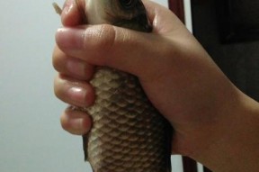 野钓鲫鱼起浮技巧（掌握这些技巧）