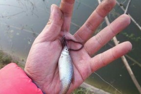 野钓技巧（马口钓鱼）