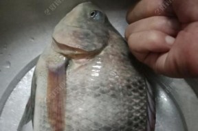 二河新闸钓鱼技巧有哪些？如何提高钓鱼成功率？